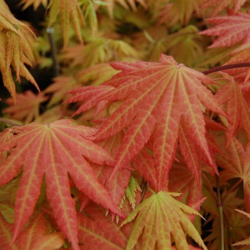 Autumn Moon Japanese Maple Leaves Close Up
