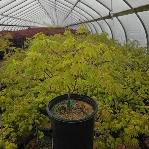 Autumn Moon Japanese Maple in pot