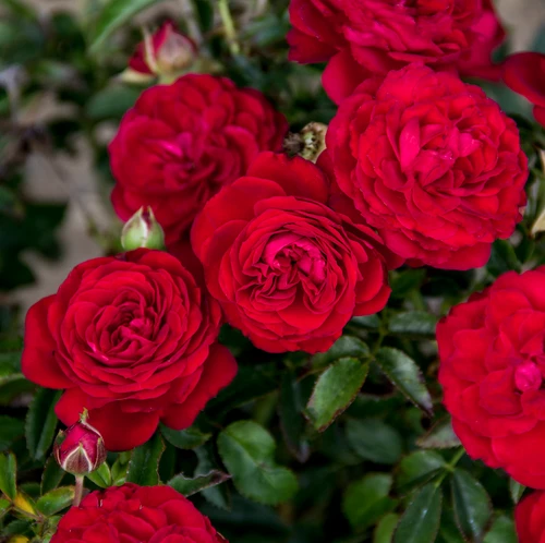True Love™ Rose full of bloom