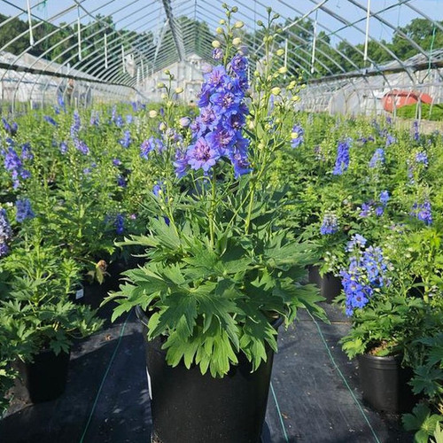 Blue Guardian Larkspur Crop