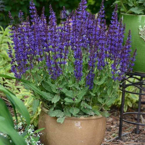Color Spires® Violet Riot Salvia