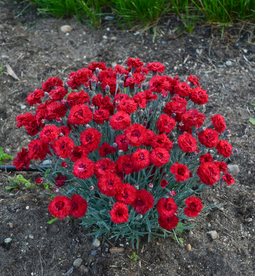 Fruit Punch Maraschino Pinks Dianthus Blooming Red