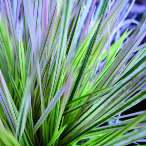 Tuffted Hair Grass