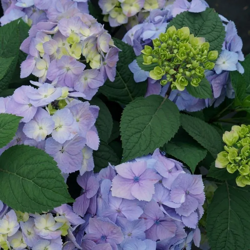 Blue Let's Dance® Sky View Hydrangea Blooms