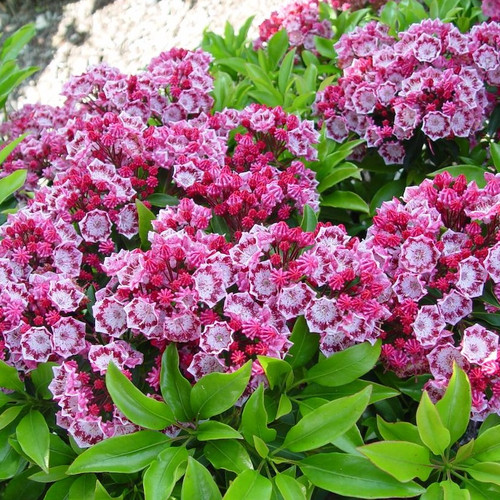Yankee Doodle Mountain Laurel