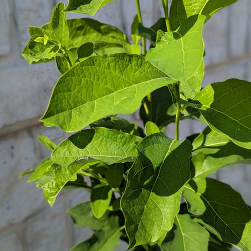 Common Spicebush Leaves Close Up