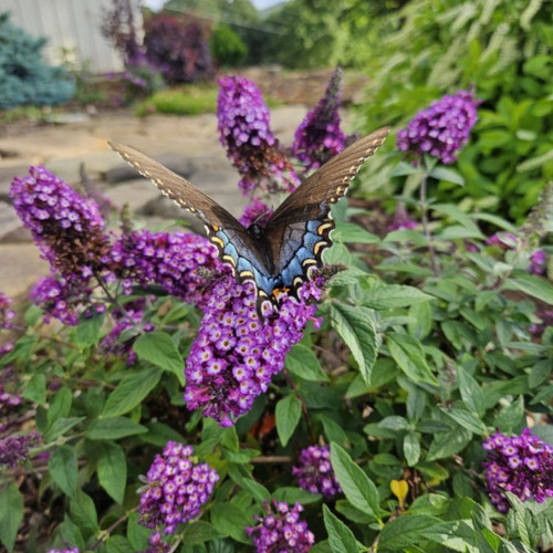 Blueberry Pie™ Butterfly Bush With Butterfly On It
