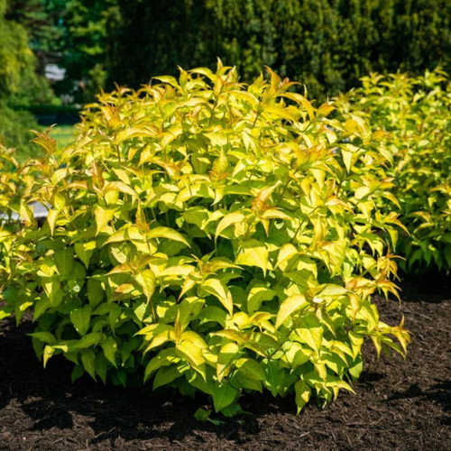 Firefly® Bush Honeysuckle Shrub In The Sunlight
