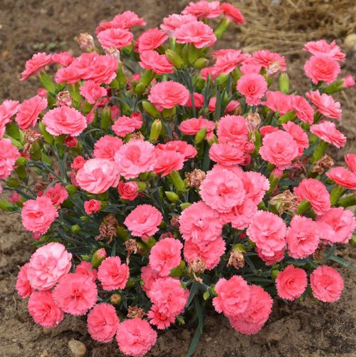 Pinks compact flowering perennial