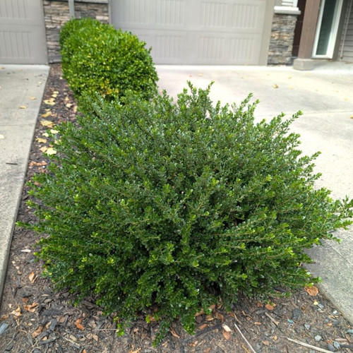 ilex lucky marble in the landscape
