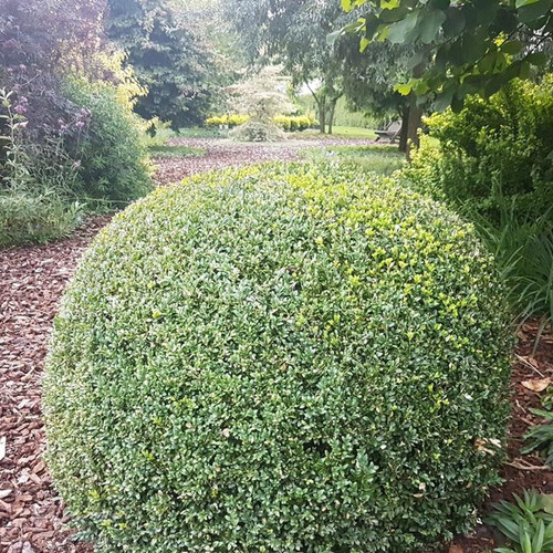 Pruned Lucky Marble® Japanese Holly