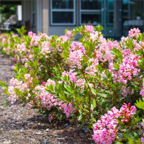 Bloombux® Magenta Rhododendron
