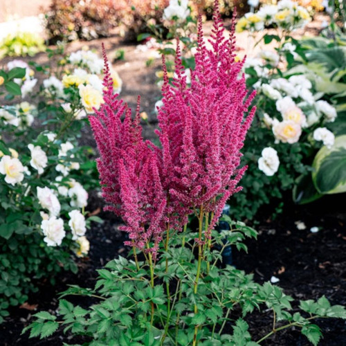 You and Me Forever® Astilbe in the Garden