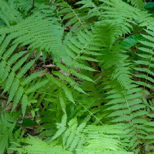 New York Fern healthy foliage