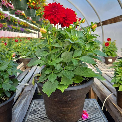 Dahlia nursery container plant