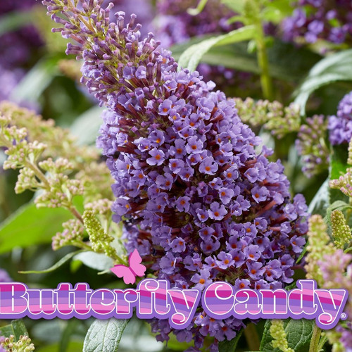 Butterfly Bushes | Buddleia | Plant Addicts - Page 2