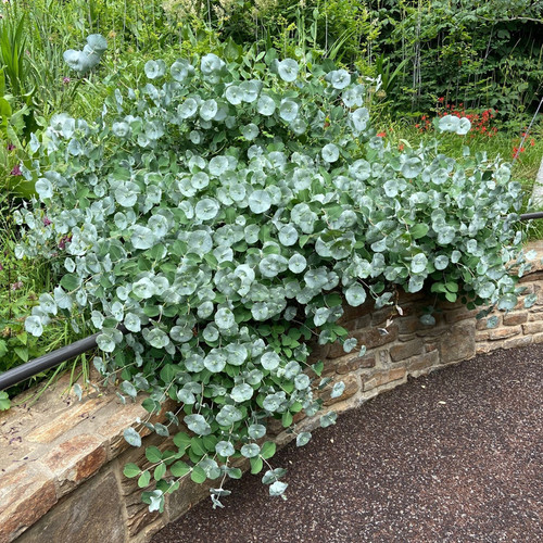 Kintzley's Ghost® Honeysuckle Growing in the Garden