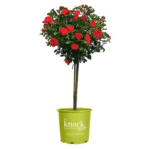 Knock Out® Double Red Rose - Tree Form in knock out rose pot