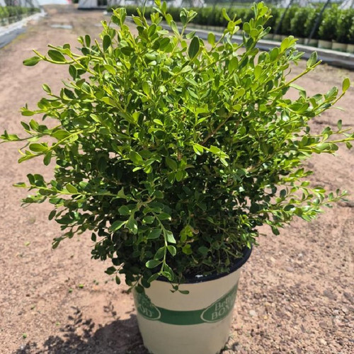 Babylon Beauty Boxwood container crop