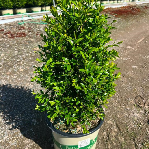 Heritage Boxwood