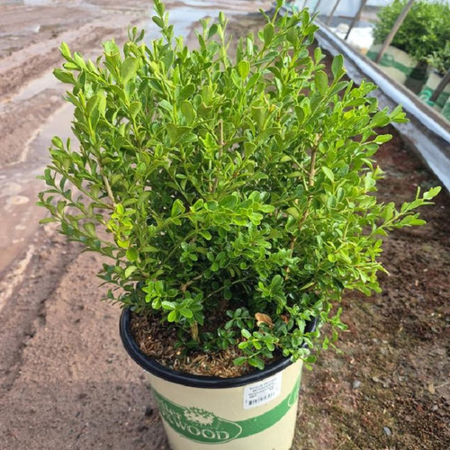 Renaissance Boxwood