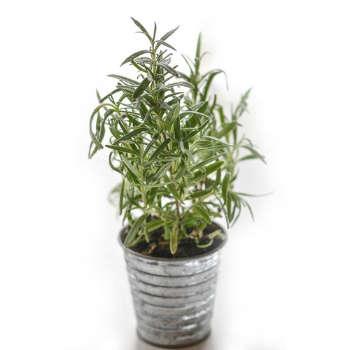 Salem Rosemary - Holiday Salem Rosemary - Holiday