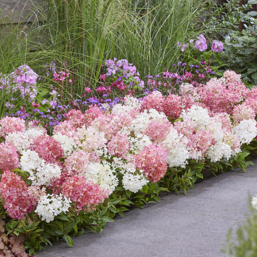 Groundbreaker Blush Hydrangea edging a path in white and pink