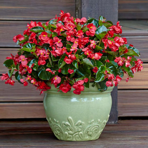Surefire Red Begonia In a white pot