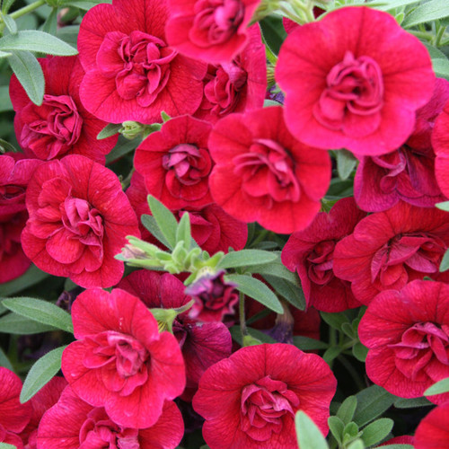 Superbells® Double Ruby Calibrachoa blooms