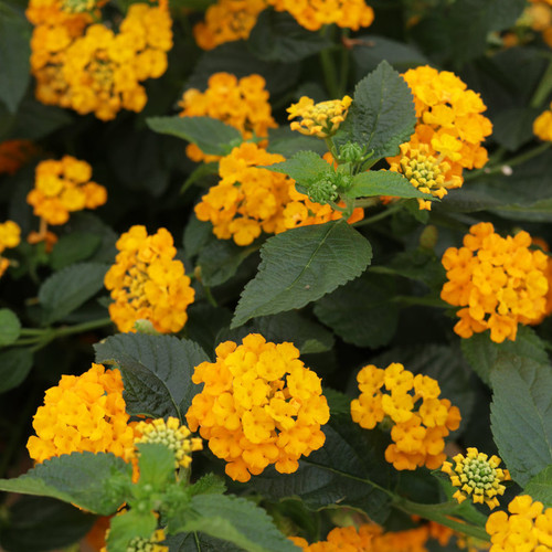 Luscious® Goldengate Lantana Flowers and Foliage