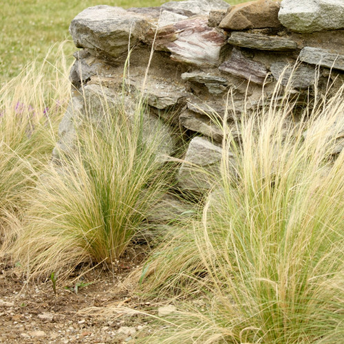 Mexican Feather Grass in Garden Border Landscaping