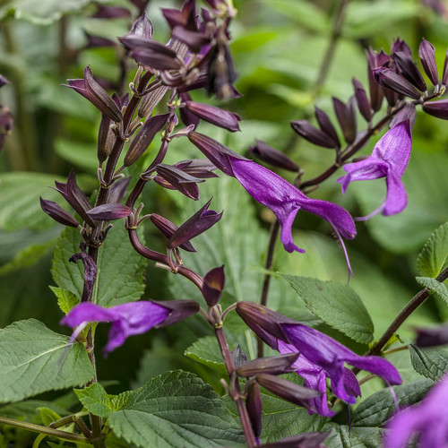 Rockin'® Deep Purple Salvia Flowers and Foliage