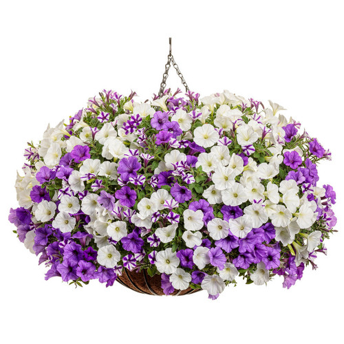 Misty Seas Mixed Annual Combination in Hanging Basket