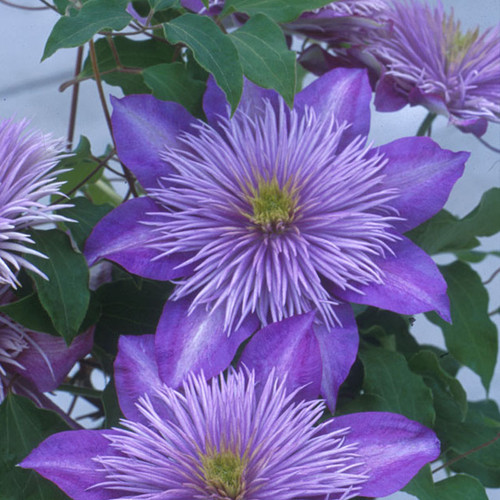 CRYSTAL FOUNTAIN™ Evipo Clematis Vine Flowers and Foliage