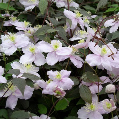 MONTANA MAYLEEN CLEMATIS VINE FLOWERS and FOLIAGE