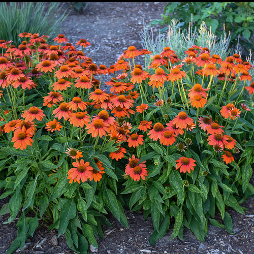 Sombrero® Adobe Orange Coneflower foliage and flowers