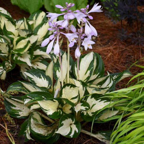 Fire and Ice Hosta foliage and flowers