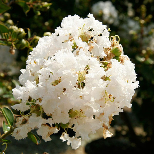 Early Bird White Crape Myrtle Cropped
