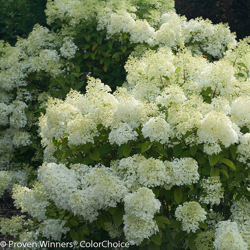 Bobo Hydrangea Blooms