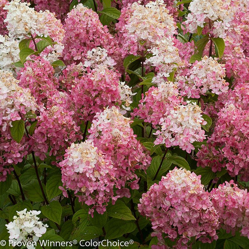 Pink and White Fire Light Hydrangea Flowers