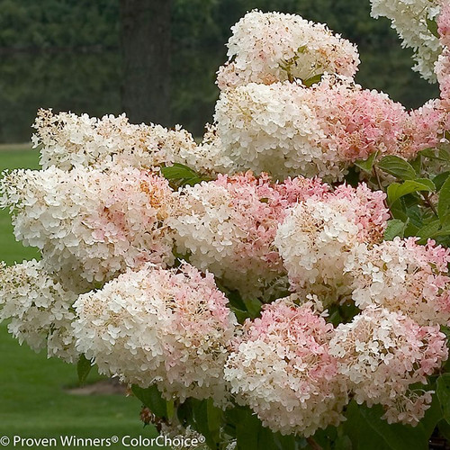 Little Lamb Hydrangea Flowers in Pink and White
