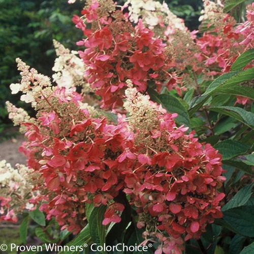 Red and White Pinky Winky Hydrangea Flowers