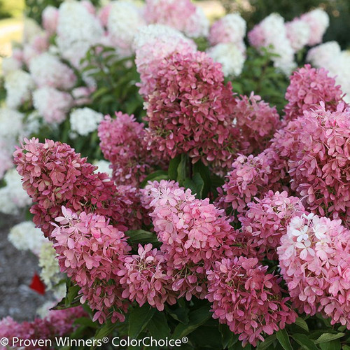 Pink and White Zinfin Doll Hydrangea Flowers