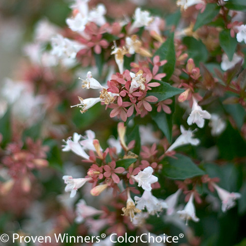 Small Ruby Anniversary Abelia Flowers Up Close