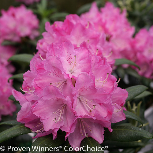 Dandy Man Pink Rhododendron Flowers Close Up
