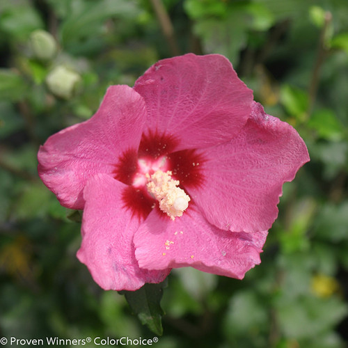 Lil Kim Red Rose of Sharon Flower Close Up