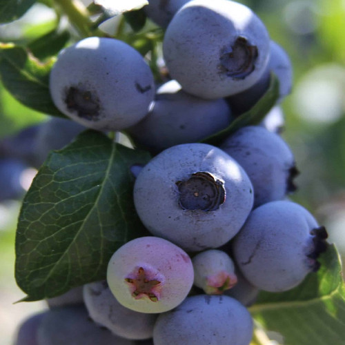 Woodard Rabbiteye Blueberry fruits