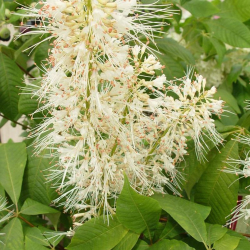 Bottlebrush Buckeye with tall white flower spikes