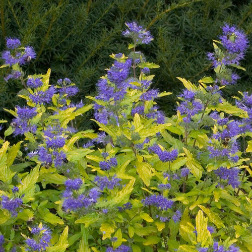 Lil Miss Sunshine Bluebeard Bush with Blue Purple Flowers