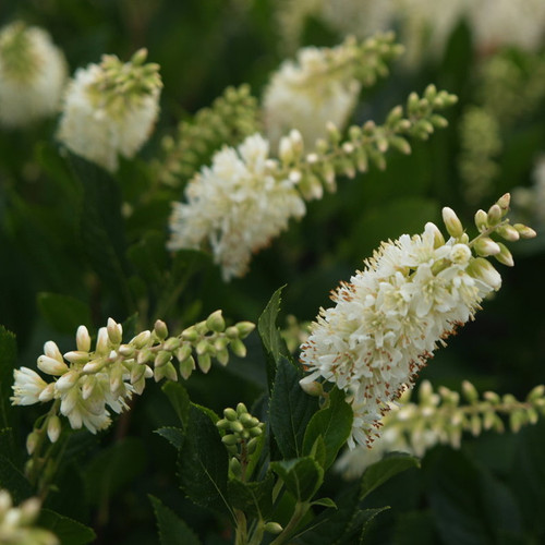 Sugartina Summersweet with White Flowers